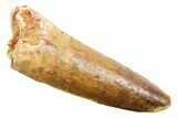 Fossil Spinosaurus Tooth - Real Dinosaur Tooth #362913-1